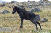 Pferd verwildert am Cotopaxi in Ecuador