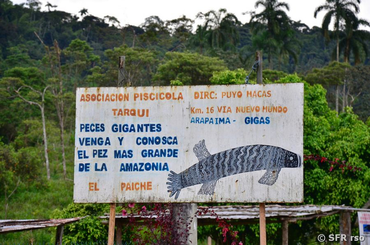 Schild Arapaima Gigas in Ecuador