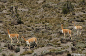 Vicunas Nationalpark Chimborazo Anden in Ecuador