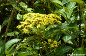 Asteraceae gelb in Ecuador