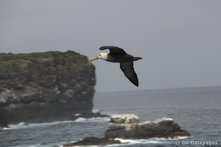 Albatros Phoebastria irrorata diomedea irrorata im Flug Espanola Galapagos