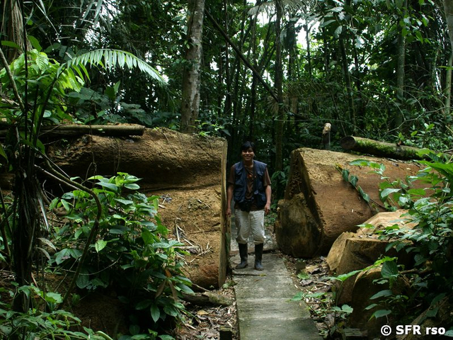 Gefallener Urwaldriese in Ecuador