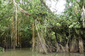 Suesswasser Mangroven Sani Lodge Ecuador