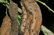 24-Stunden Ameise Paraponera Clavata in Ecuador