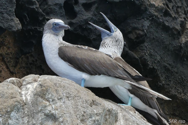 Blaufusstölpel Sula nebouxii Paar auf Lavafels Galapagos