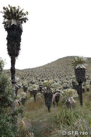 Paramo Landschaft, Ecuador