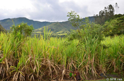 Grünes Zuckerrohrfeld in Ecuador
