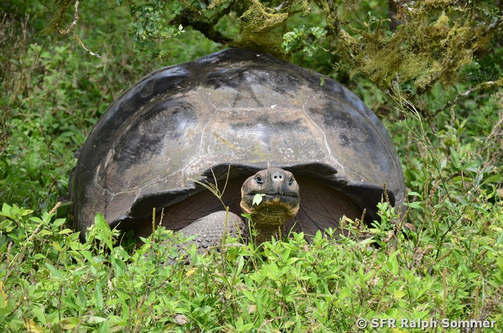 Riesenschildkröte Chelonoidis nigra Insel Santa Cruz Galapagos