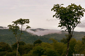 Bergnebelwald morgens in Ecuador