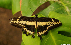 Schmetterling (siproeta stelenes)