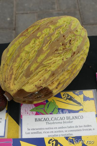 Weisser Kakao Baum Frucht Theobroma bicolor in Ecuador
