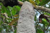 Wespenbau am Ast in Ecuador
