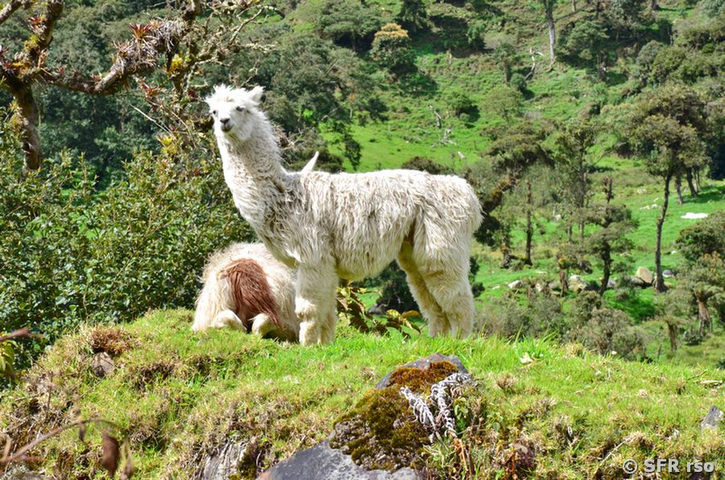 Alpaca Guango Lodge Ecuador