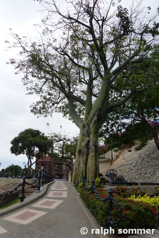 Kapokbäume in Santa Ana, Ecuador