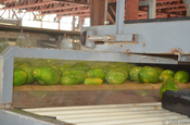 Papayas werden gewaschen, Ecuador