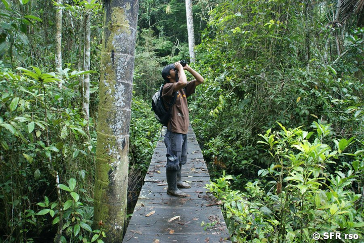 Waldstege Beobachtungen im Nationalpark Yasuni in Ecuador