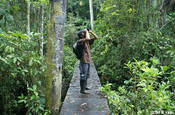 Waldstege Beobachtungen im Nationalpark Yasuni in Ecuador