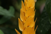Gelber Zimmerhopfen (Pachystachys lutea), Akanthusgewächse