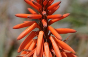 Aloe Vera Bluete in Ecuador