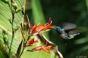 Kolibri Blume