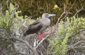 Rotfusstölpel Sula sula auf Zweig Insel Genovesa Galapagos