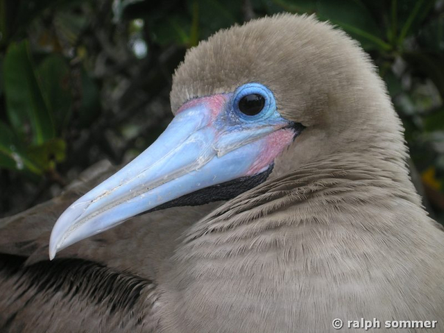 Rotfusstölpel Sula sula braune Morphe Portrait Galapagos