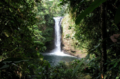 Vegetation am Shishink Wasserfall in Ecuador