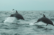 Delfine bei Walbeobachtung in Ecuador