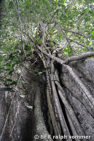 Ficusbaum Yachana Lodge Rio Napo Ecuador