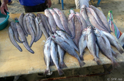 Fischverkauf in Puerto Lopez in Ecuador