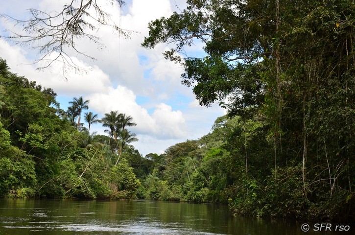 Urwald mit Fluss im Nationalpark Cuyabeno in Ecuador