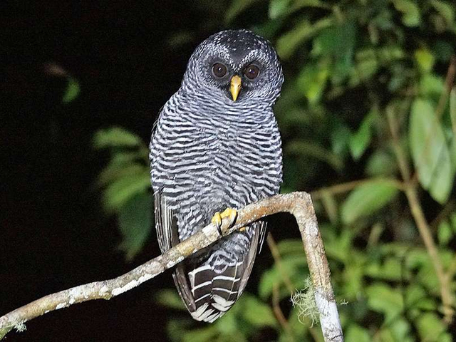 Eule Strix Cabanas San Isidro