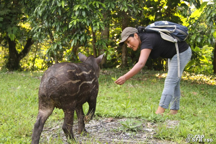 Tapir zahm in Ecuador