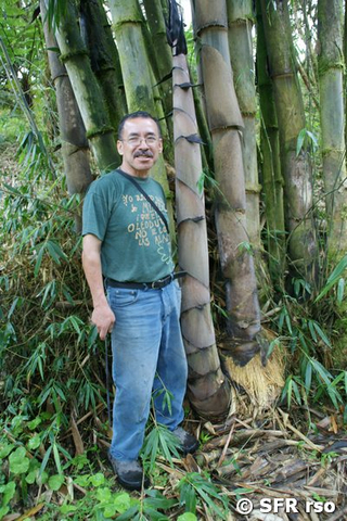 Riesenbambus in Ecuador