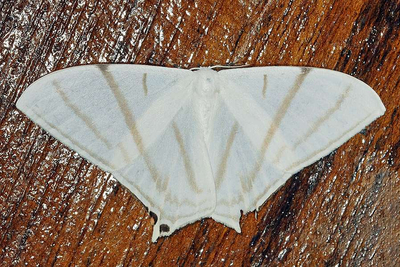 Therinia Transversaria Napo Wildlife Center Ecuador