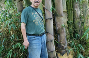 Bambus Gigante und Person in Ecuador