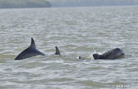 Rückenflossen von Delphinen