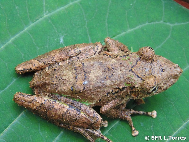 Fringe lipped tree frog in Ecuador