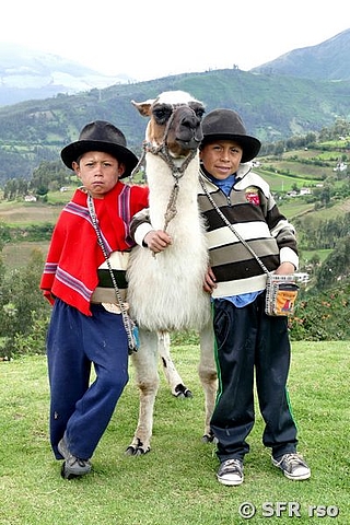 Jungs mit Alpaka in Ecuador