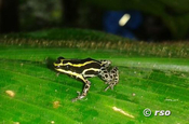 Rana Dendrobates Ventrimaculatus Hakuna Matata Lodge Ecuador