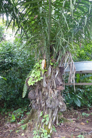 Tague Palme in Ecuador