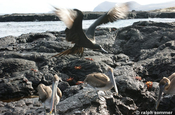 Braunpelikan Pelecanus occidentalis urinator und Fregattvogel Santa Fe Galapagos