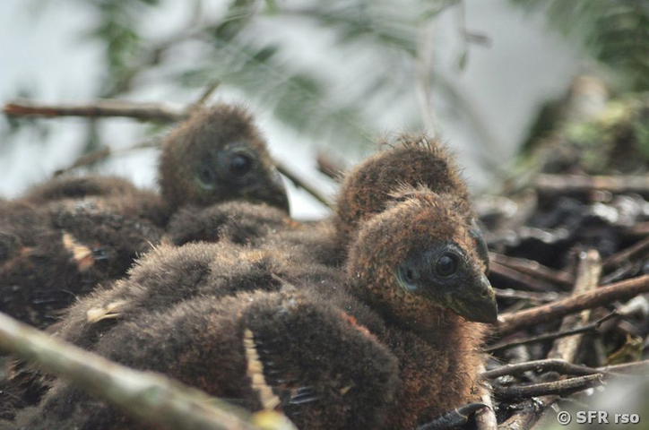 Hoatzin Kuecken im Nest in Ecuador