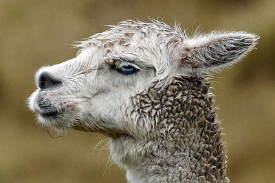Lama Chimborazo Ecuador