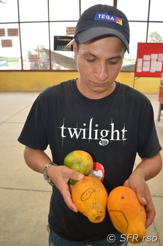 Mann mit Papayas in Ecuador