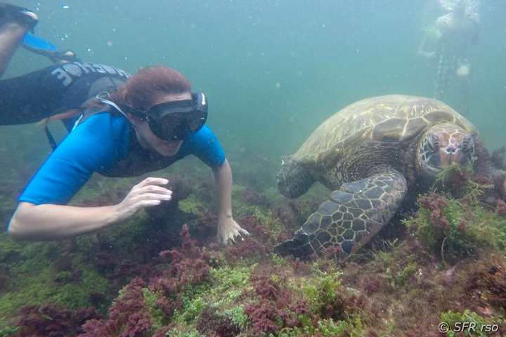 Schnorcheln mit Schildkröte bei Los Tuneles, Galapagos