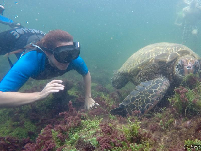 Schnorcheln mit Schildkröte bei Los Tuneles, Galapagos