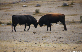 Stiere im Nationalpark Cotopaxi
