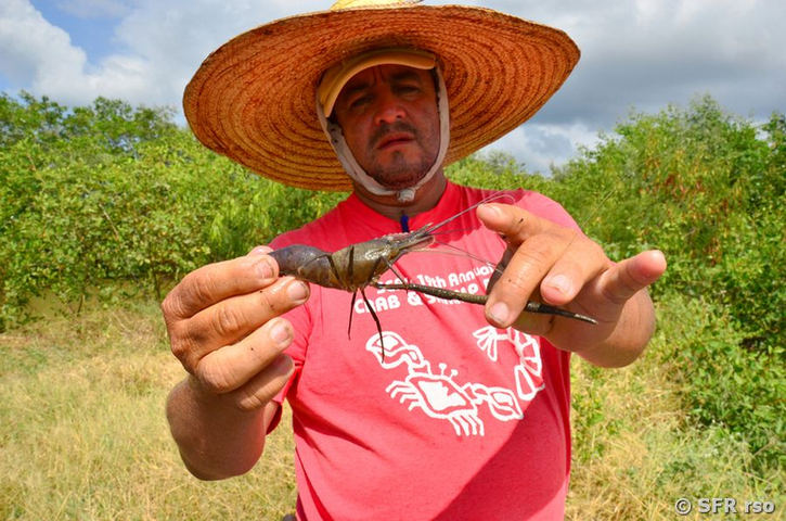 Größe einer Garnele, Ecuador