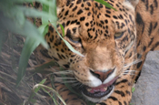 Panthera Onca Jaguar in Ecuador